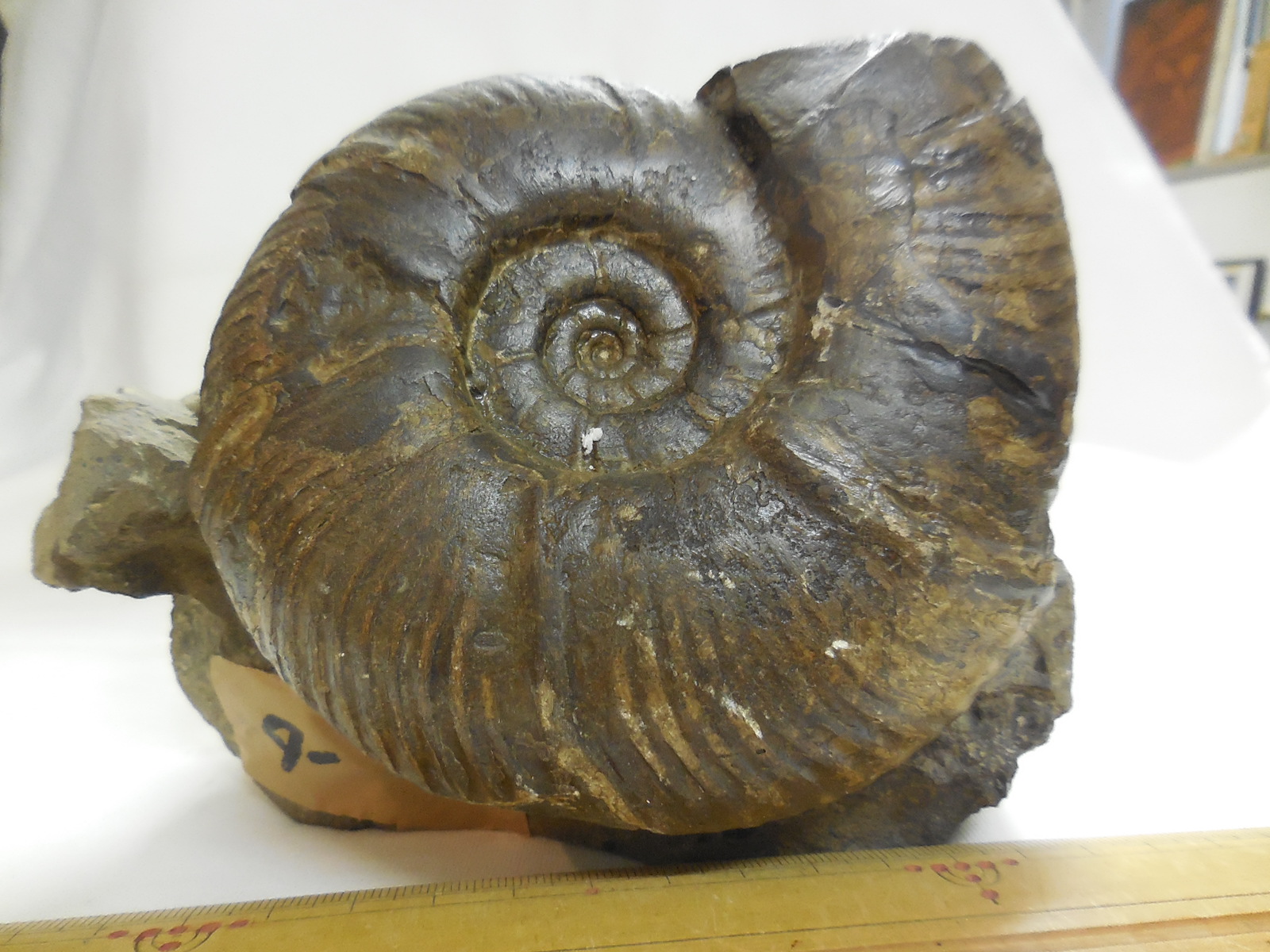 北海道小平町達布産 アンモナイト 化石（1312）重量5.6kg 群集