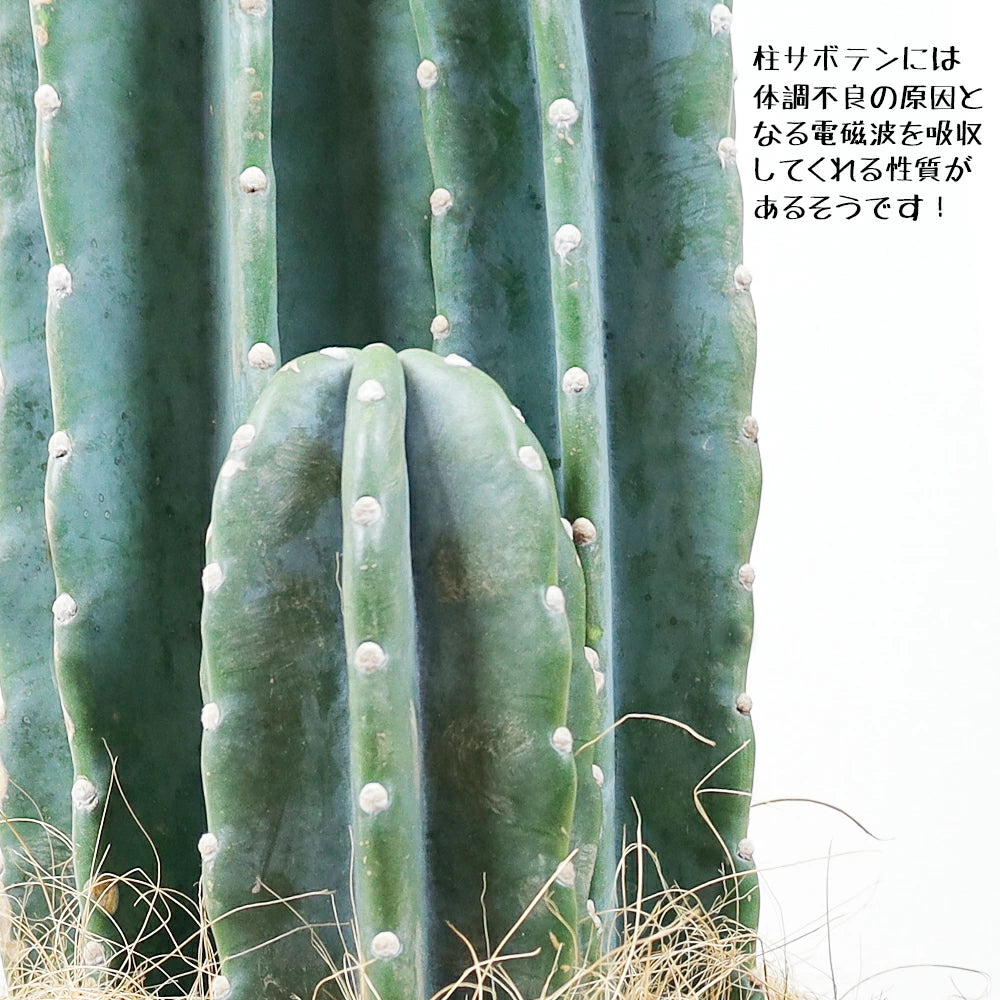 柱サボテン8号ブラック（黒）セラアート鉢 – カワナミプランテーション