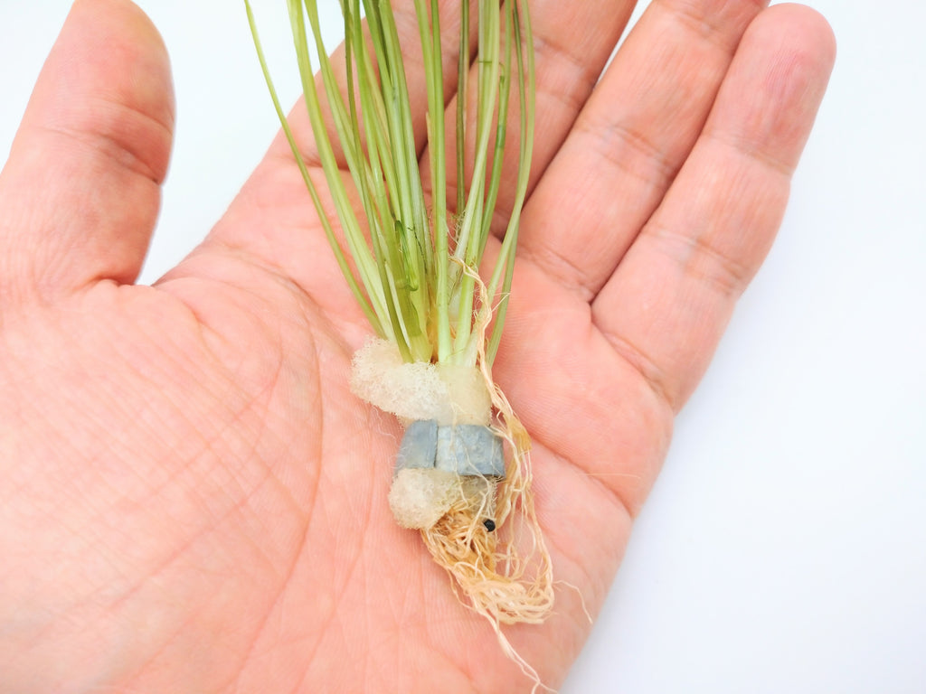 エリオカウロンsp. 'ソーシャルフェザーダスター' 1株売り – e-scape