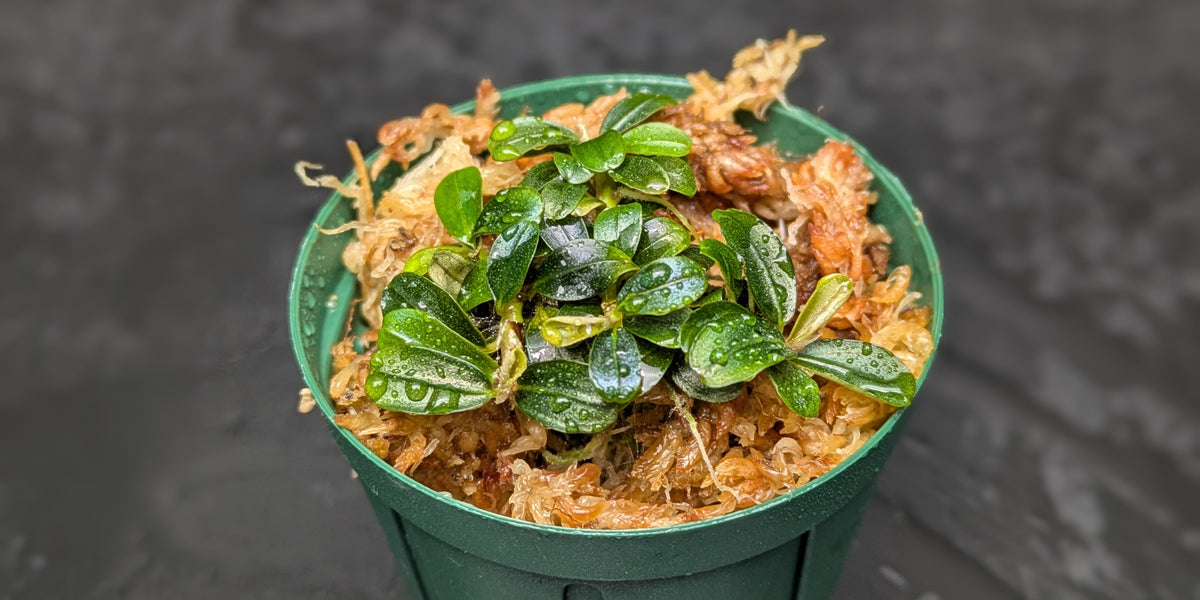 ブセファランドラ SPクダガン 10株以上 ブセファランドラsp.クダガン