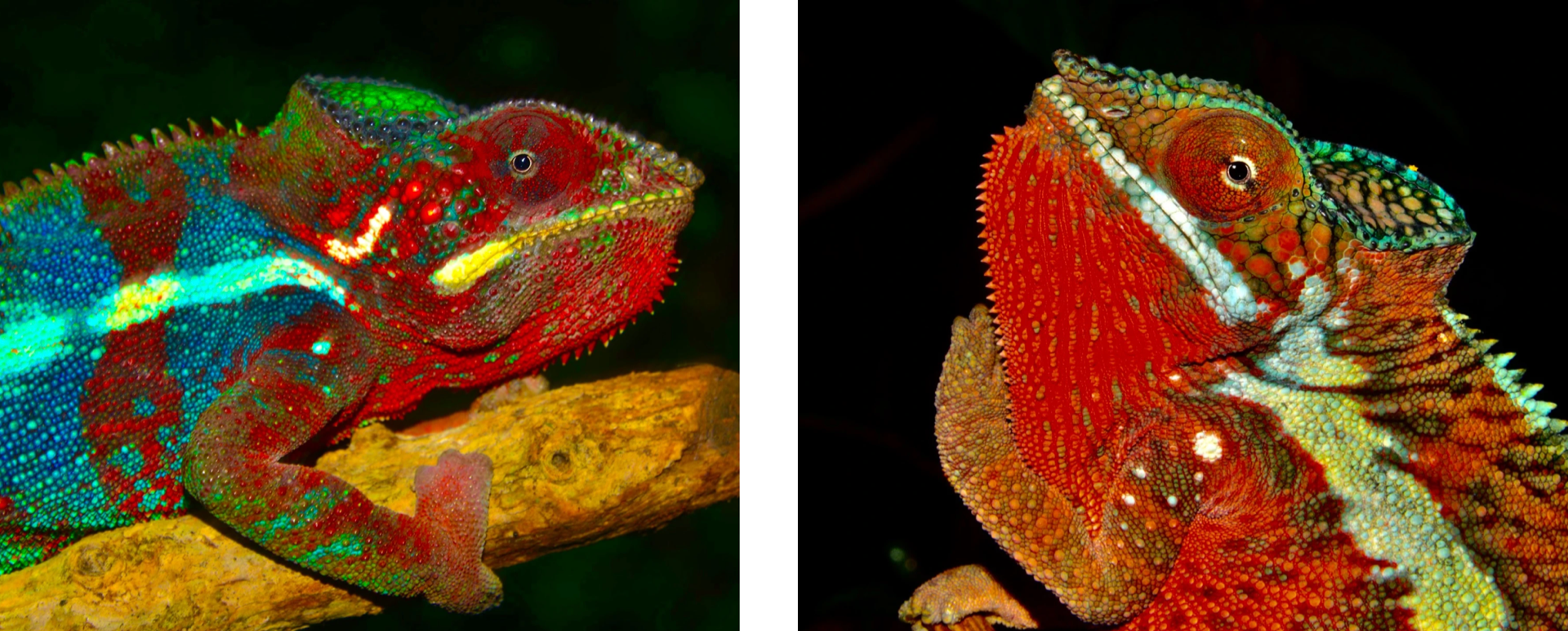 ニッタンプロフ確認 Chameleons of Africa ニッタンプロフ確認