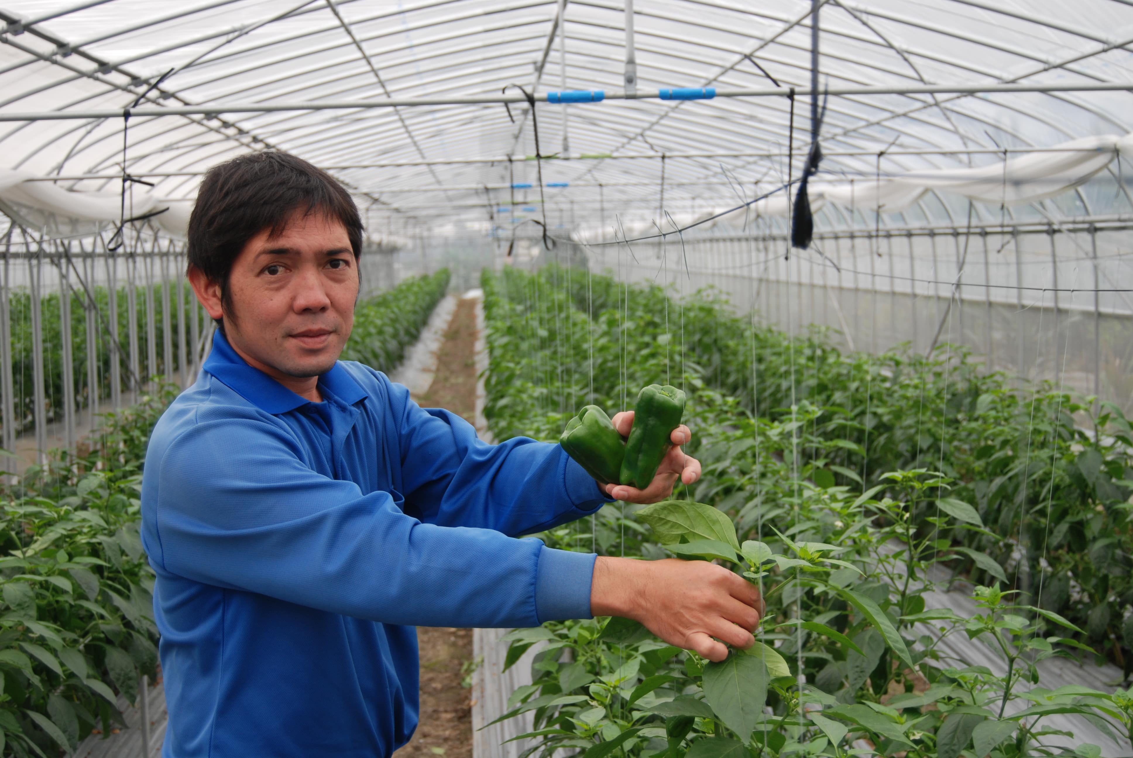 クワイ(慈姑)3号(1ポット) 家庭菜園(休眠状態) | チャーム 抽水植物