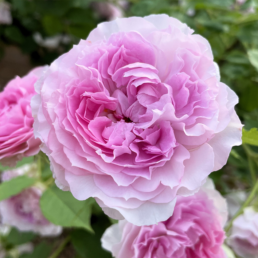 引退品バラ売り可 まとめ売り(バラ可)引退 引退品 引退まとめ売り ZX