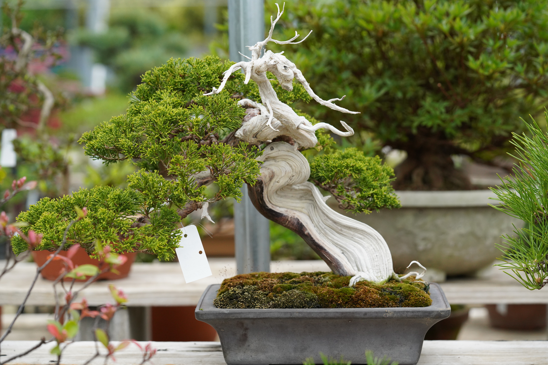 380.林盆華 赤鉄釉撫角長方 11.3*9.2*6cm 盆栽鉢 植木鉢 380.林盆華 赤