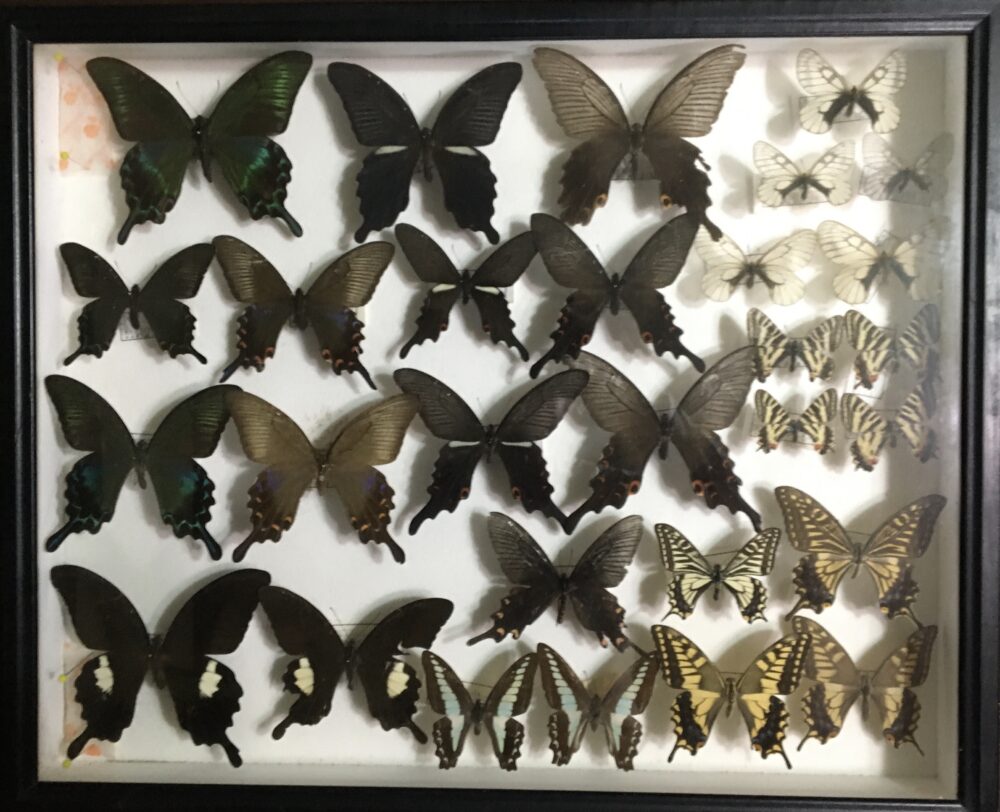 専用出品 蝶の標本 蝶の標本