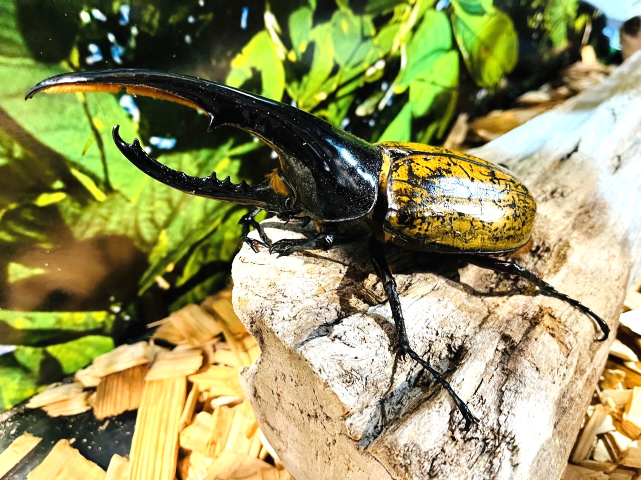 サタンオオカブト！大型！標本！