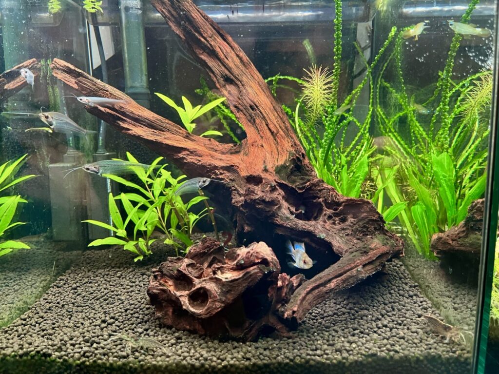 ADA キューブガーデン 90×45×45 セット ADA キューブガーデン 90cm水槽