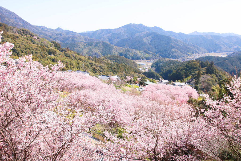 サクラ散りゆく、その側に。 サクラ散りゆく、その側に。 Myuk