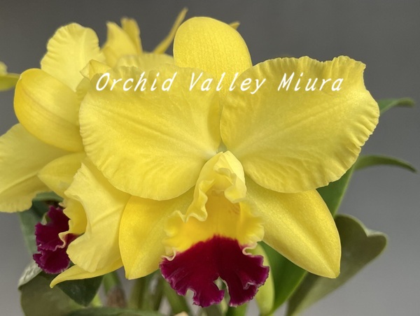 当園MC・分け株 - オーキッドバレーミウラ