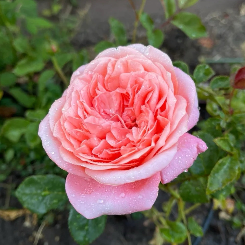 Pink X Expression Rose-粉色爆炸｜Japanese Shrub Rose – Ergongzy Roses