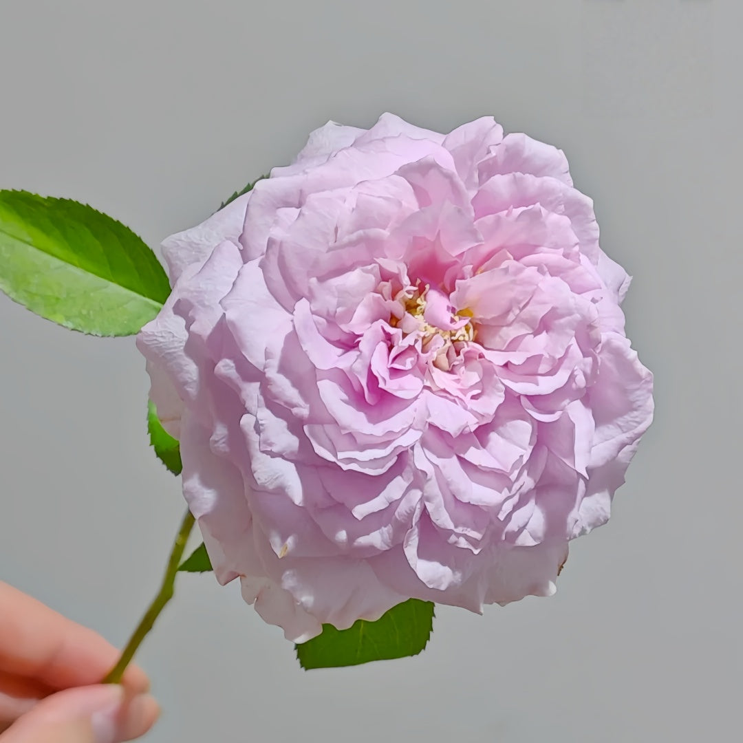 Repartil Rose-重启｜Japanese Cut Rose – Ergongzy Roses