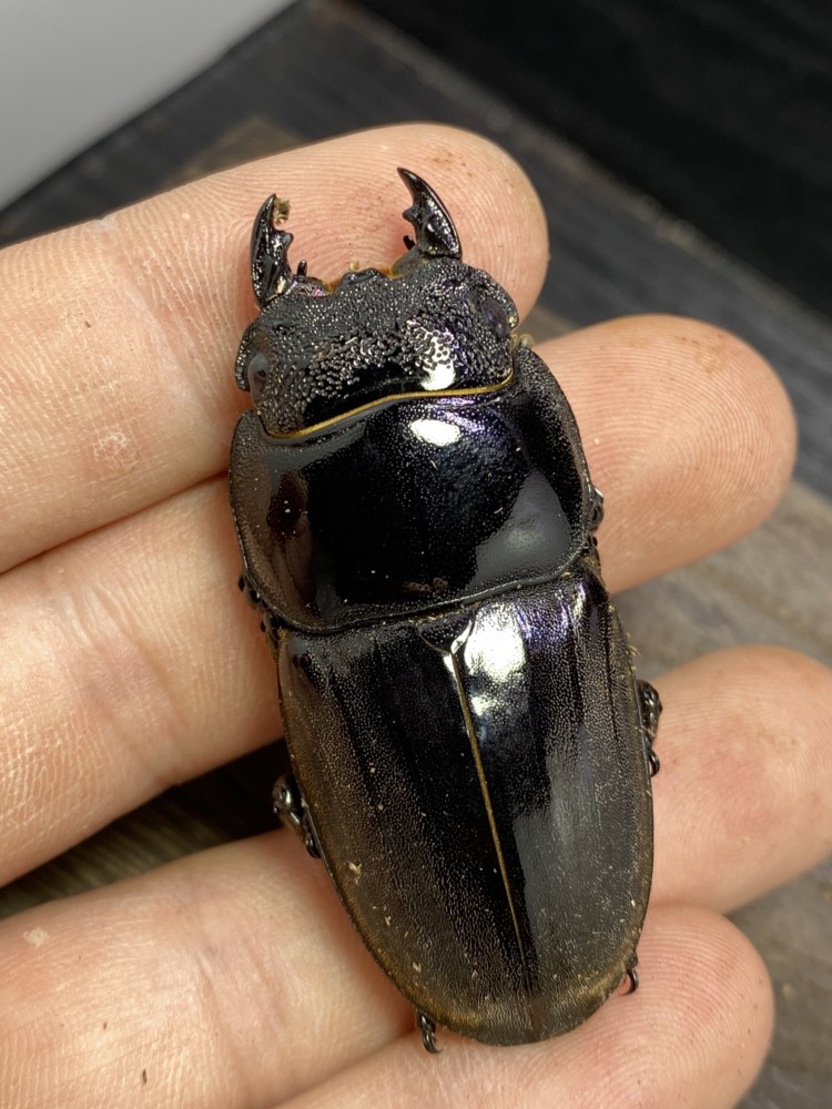 スマトラオオヒラタ パラワンオオヒラタ B品 スマトラオオヒラタ