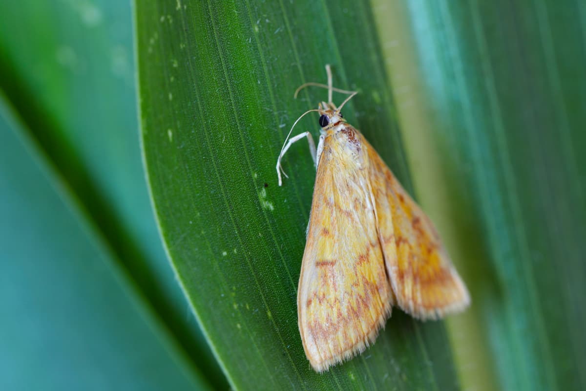 パルナシウス・アッコ・ホロハオアエ（中国甘粛省祁連山、オス）