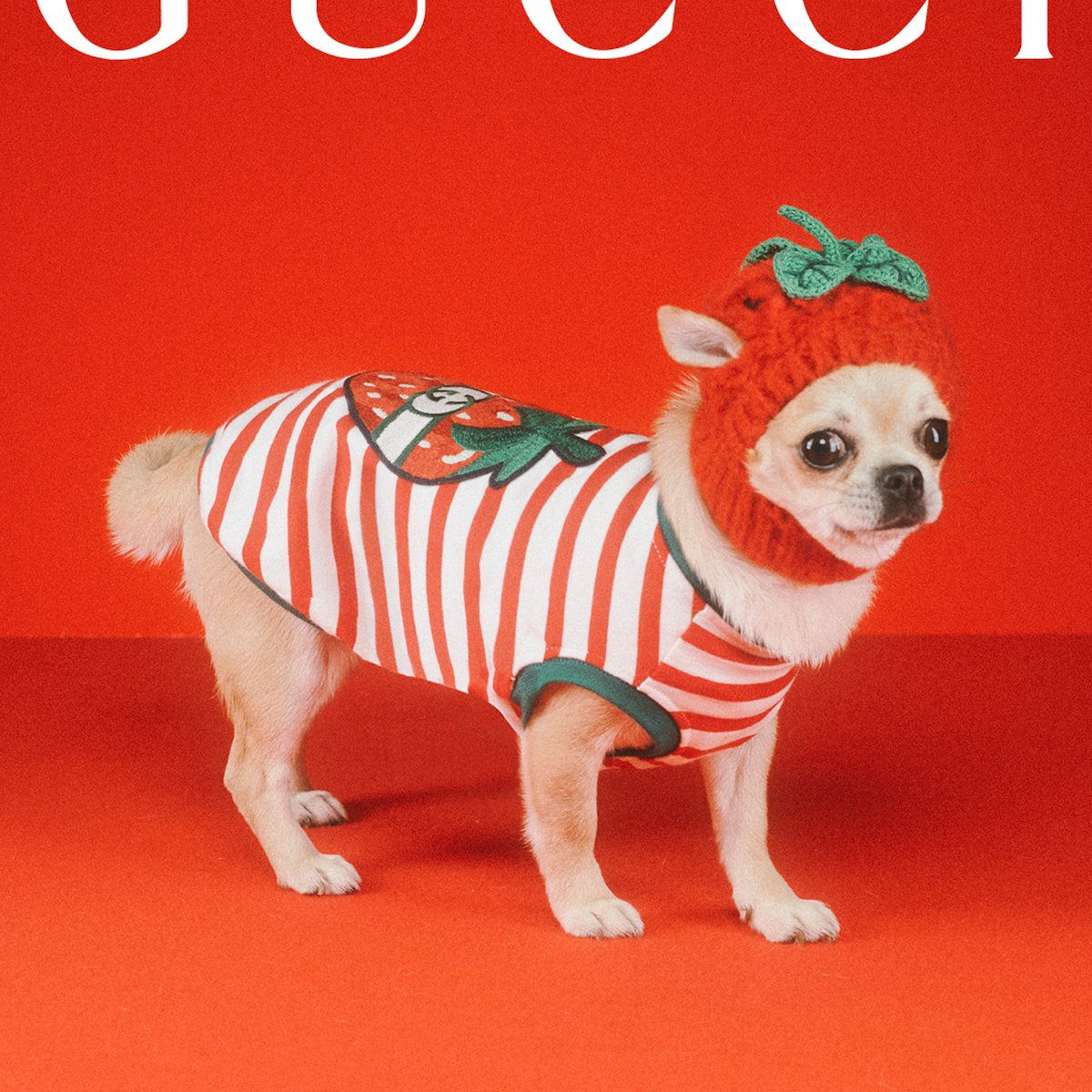 グッチがブランド初の「ペットコレクション」を発売 約11万円のレイン