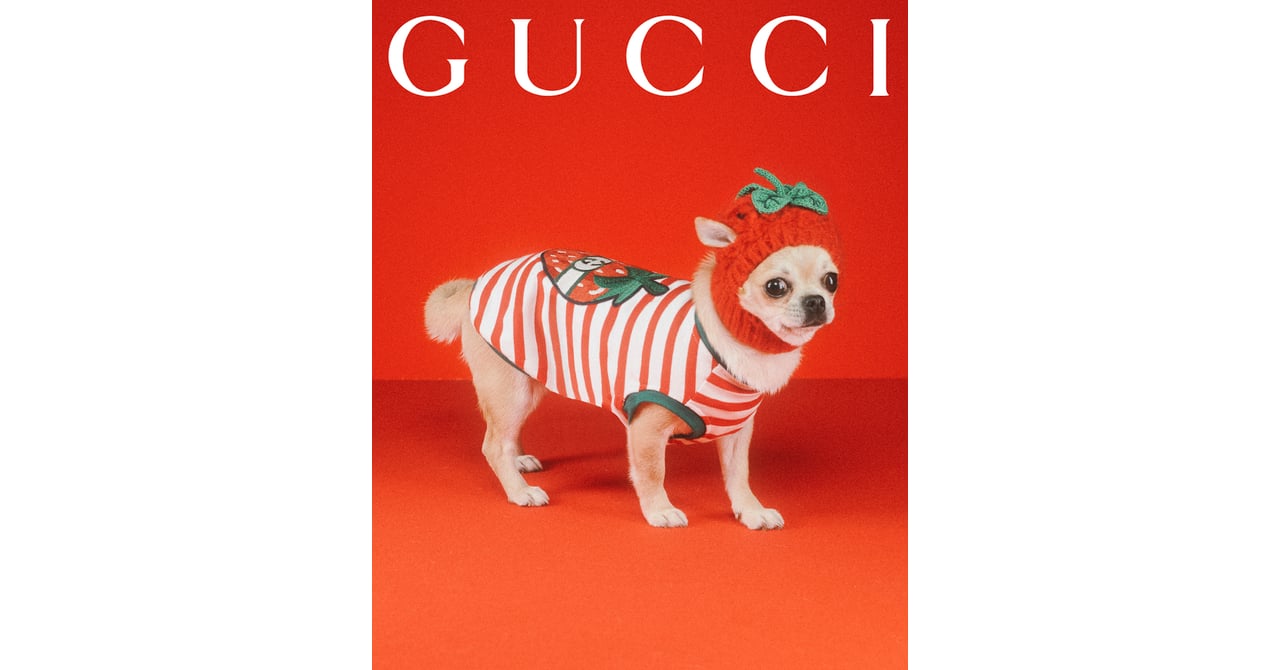 グッチがブランド初の「ペットコレクション」を発売 約11万円のレイン