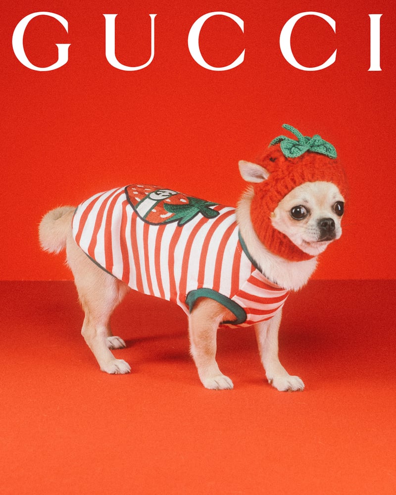 gucci_petcollection-12.jpg