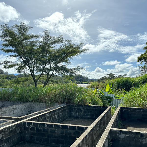 パプアニューギニア ジワカ ウィルトン農園 A 生豆 | 海ノ向こう