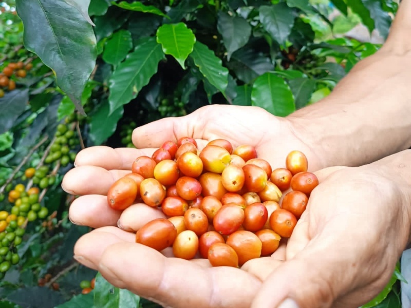 25年5月入港＞コロンビア CGLE ポトシ農園 ピンクブルボン ウォッシュ