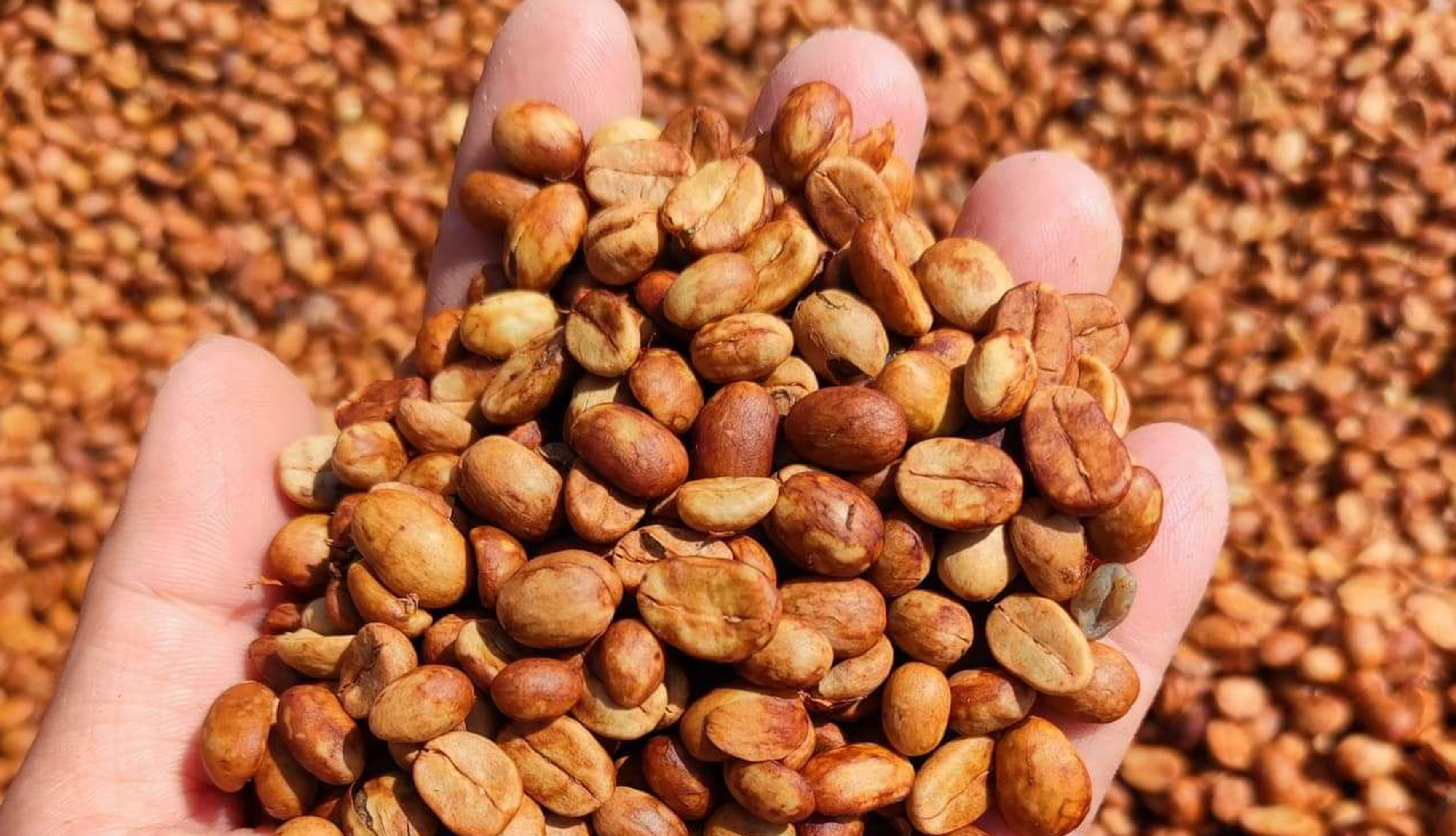 タイ「超マイクロロット」特集 | 【生豆・卸】海ノ向こうコーヒー