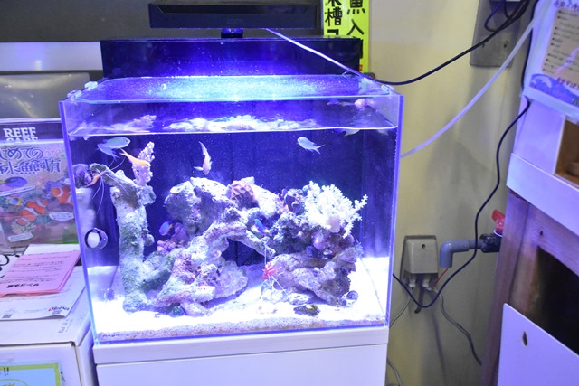 レッドシーのShell2 これめちゃいいんです。 | フィッシュ商品 | PET