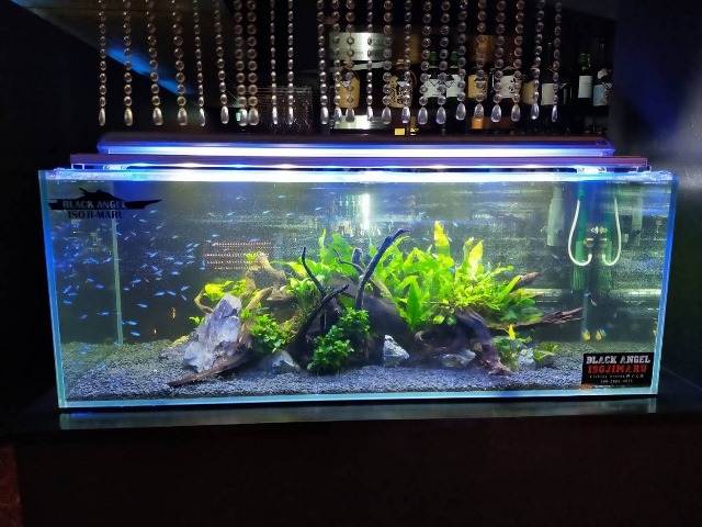 120cm水草水槽メンテナンス | ブログ | PET WORLD ISHIHARA