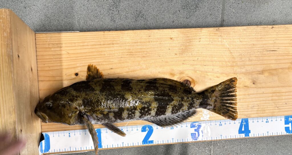 須磨海づり公園』 | フィッシングマックス 関西の釣果|大阪・神戸