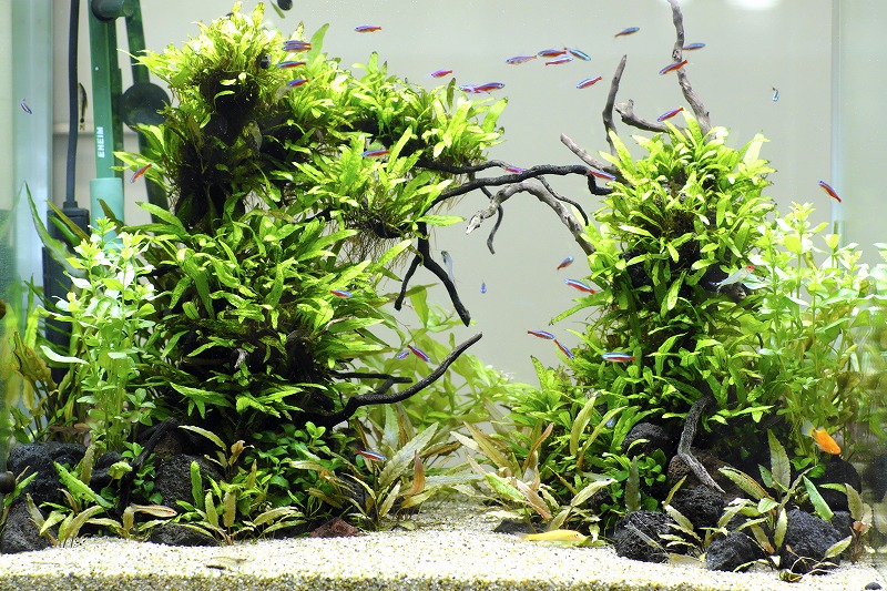流木レイアウト A860 流木レイアウトの実例集 | アクアリウム 大型流木