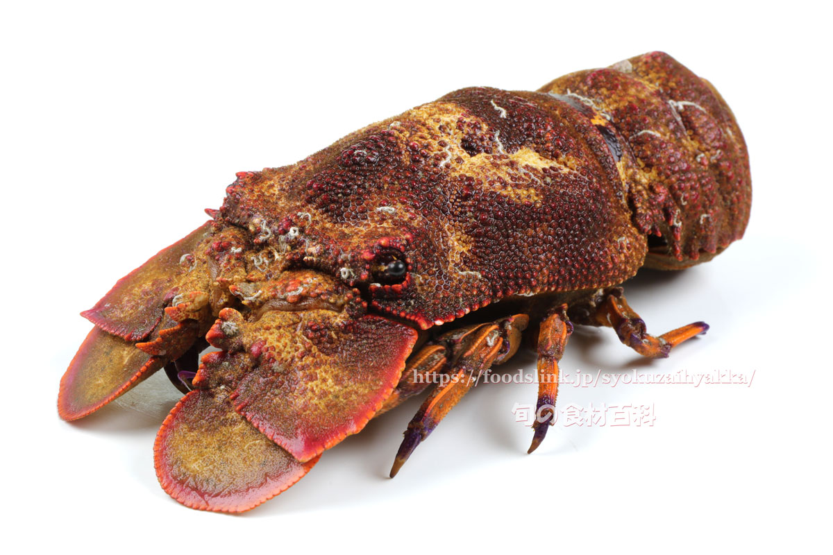 セミエビ（蝉海老） ＜ セミエビ科：旬の魚介百科