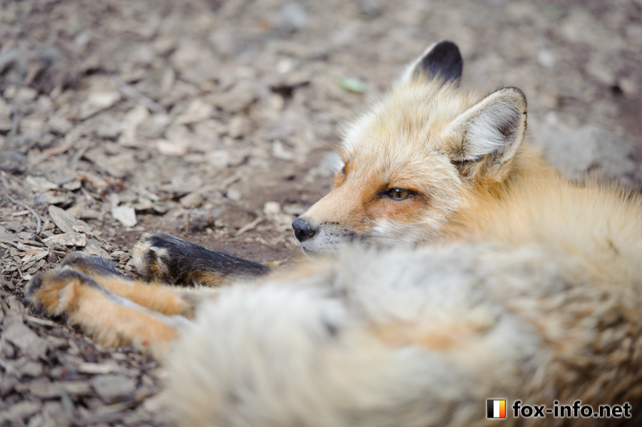 685ページ目] キツネ写真館