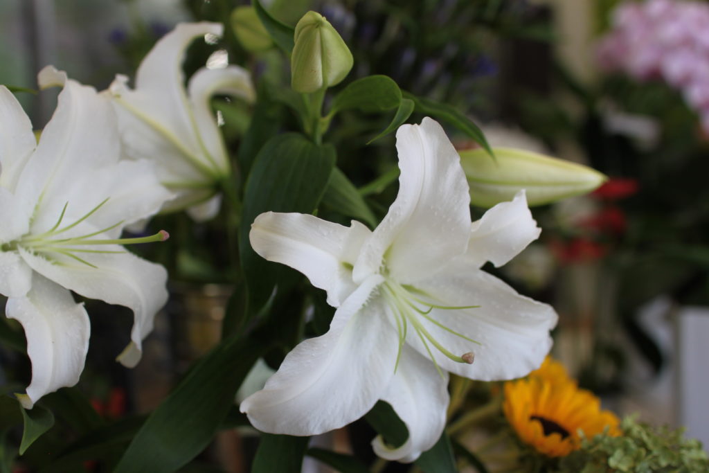 白百合（ユリ）と色彩の組み合わせ | フラワーショップ アリス