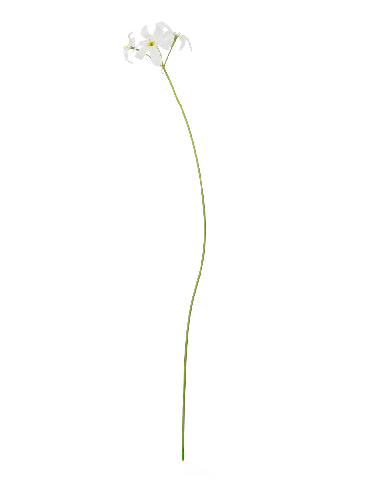 生花】リューココリーネホワイト【白/60cm/千葉県】｜Flower Smith