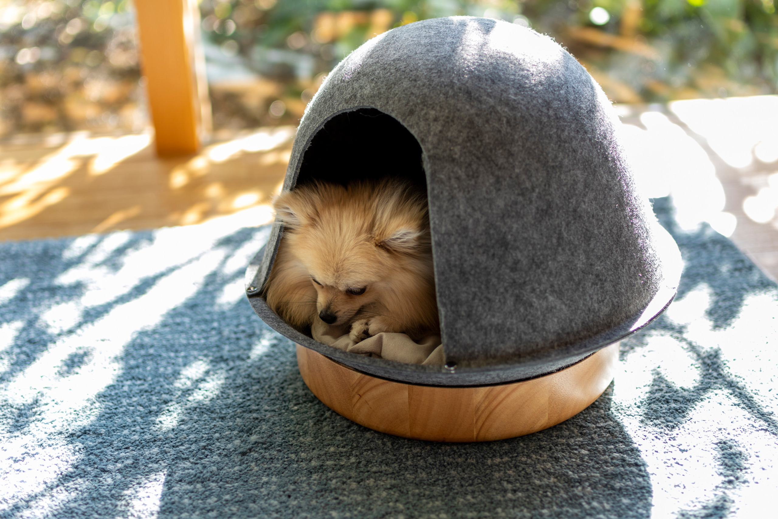 ペットの家 - オーナーとペットの境界のない暮らしを、ソファなどの