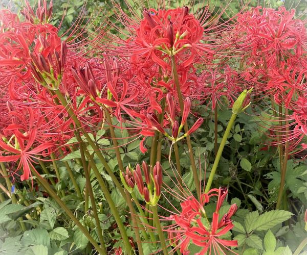 鬼滅の刃で有名な幻の花【青い彼岸花】を発見！？プリザーブドフラワー