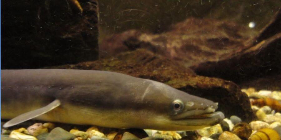 林兼産業ウナギ飼料の選び方｜成長段階別ラインナップと養殖プロの評価