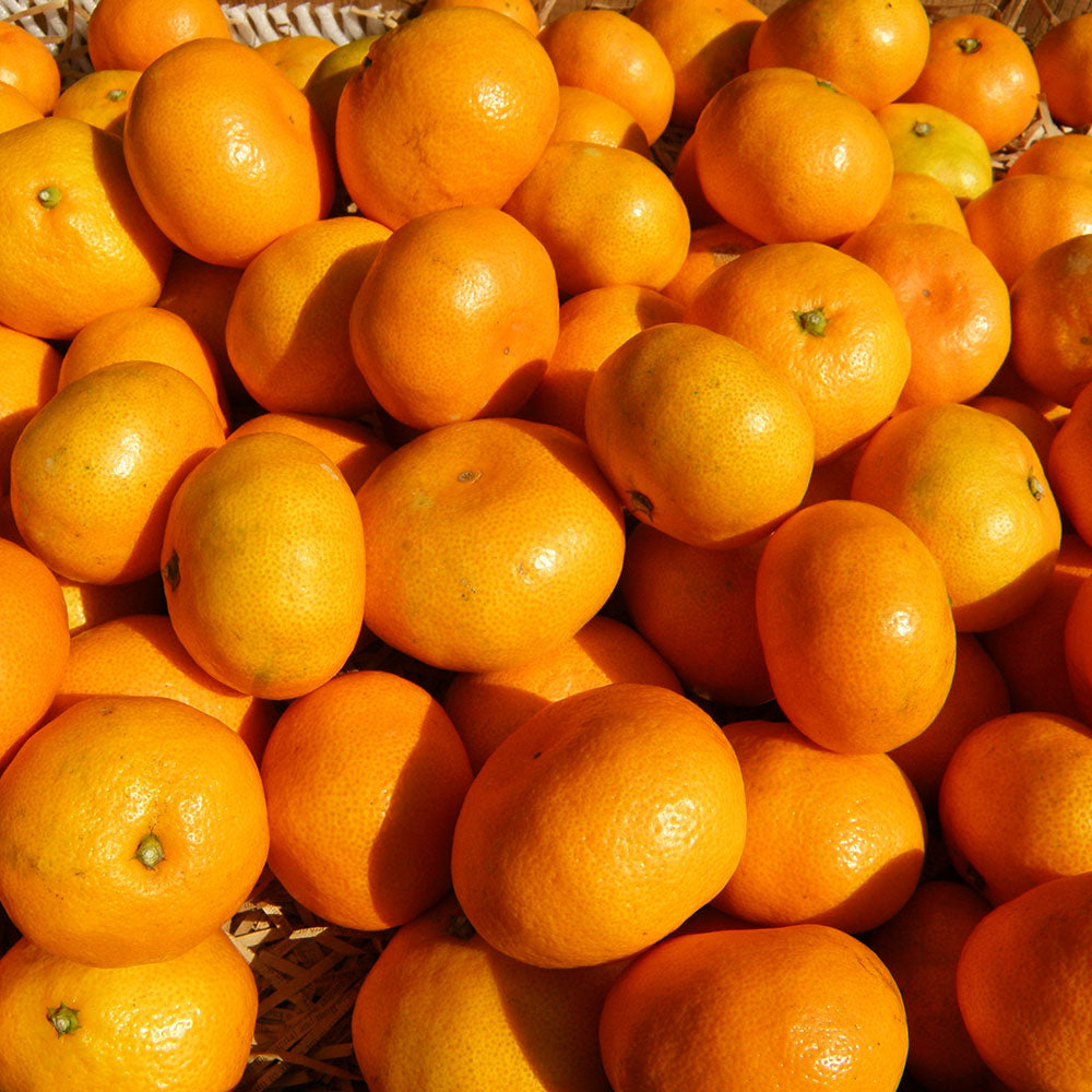 みかん様 ミカン みかんページ ミカン様 ミカン様 蜜柑様 レビュー】ZX