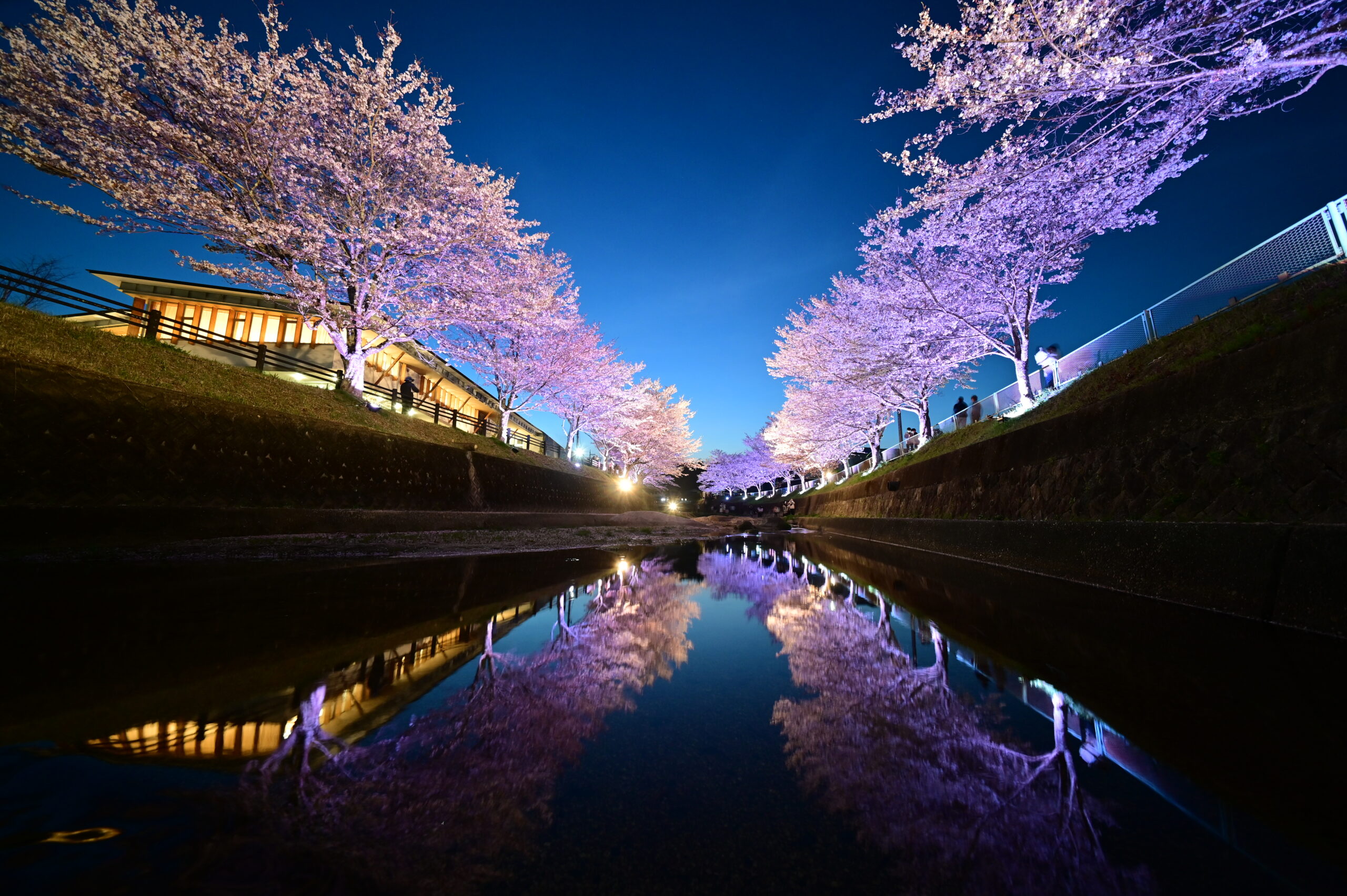 終了】飯野川桜並木ライトアップ2024 | 豊田市藤岡観光 | ふじおか