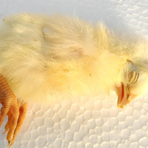 冷凍ヒヨコ 冷凍ひよこ 箱詰め12Kg（約300羽）の販売情報