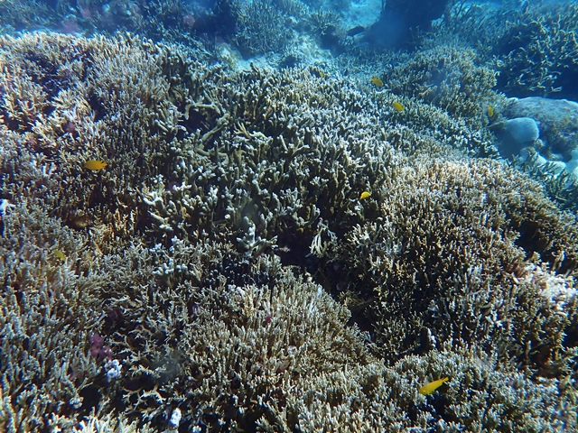 生きてるサンゴ | マリンサービスふしま