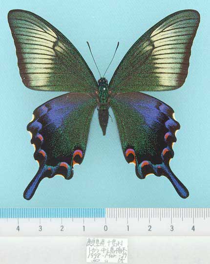 日本一派手なトカラカラス