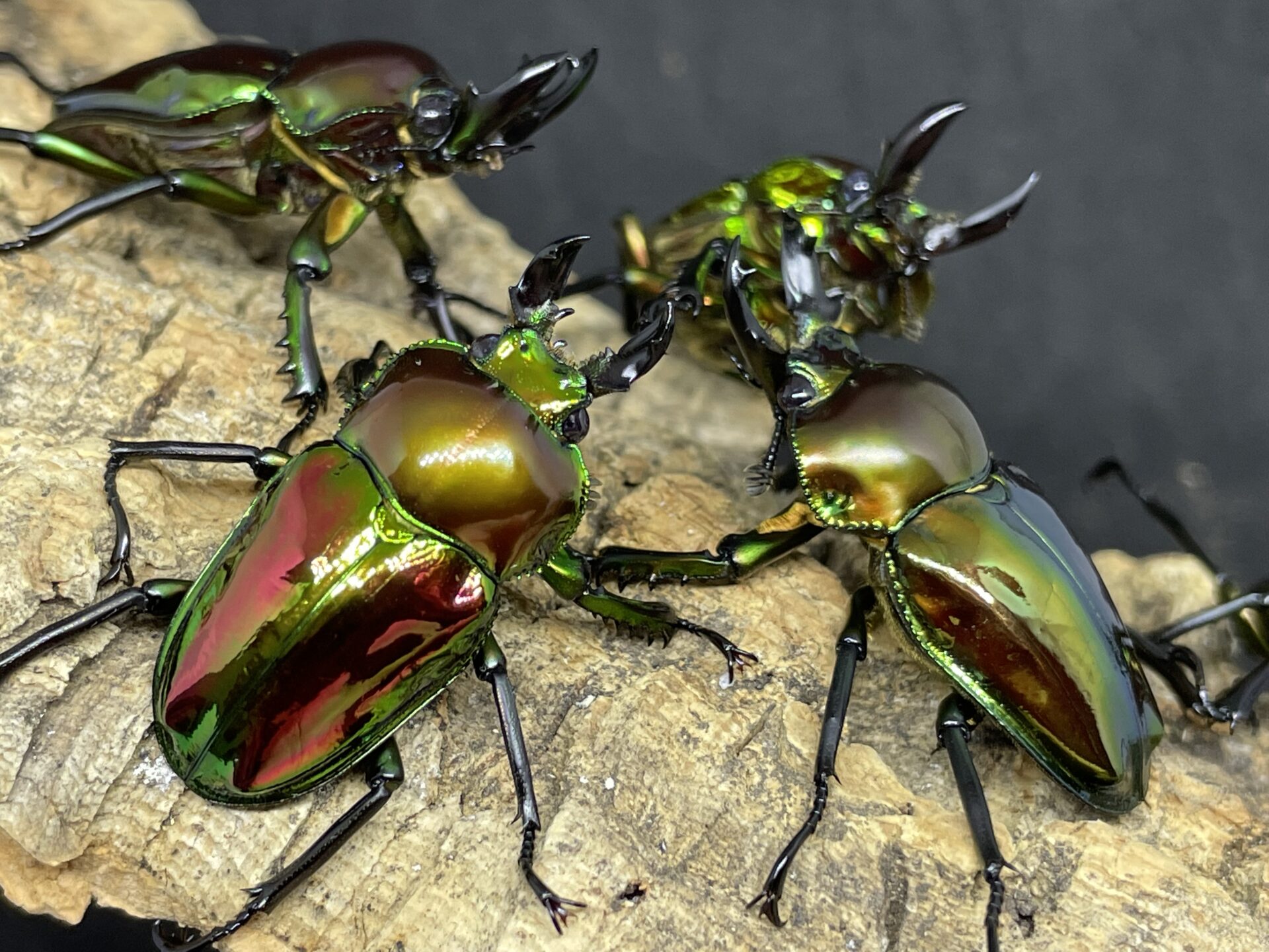 飼育情報大公開】ニジイロピカール血統が続々羽化してきています