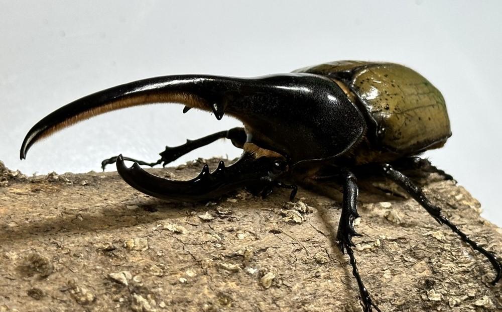 先行予約】ヘラクレスオオカブト ペア（オス130mm～140mm前後