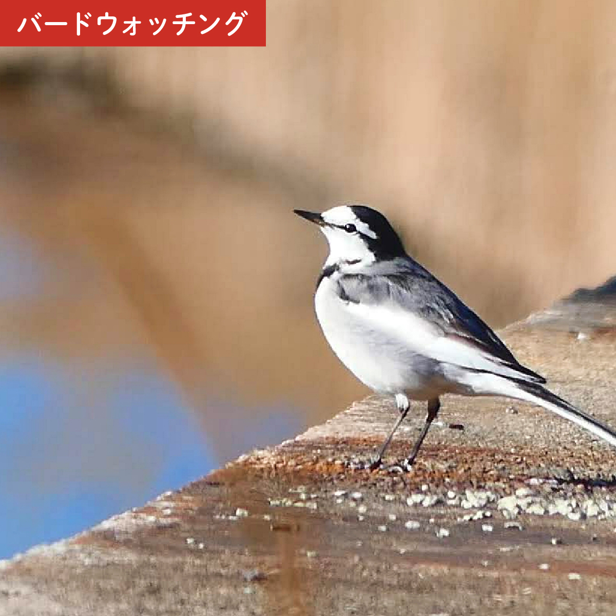 先行予約＞トコろん オリジナル単眼鏡 H4×12 倍率4倍 ビクセン | 埼玉