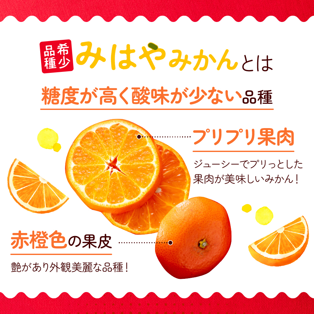 AA088.【希少品種】みはやみかん／約2.5キロ(2026年12月上旬～2027年1