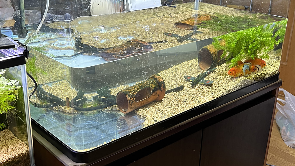 アクアリウム引退します。