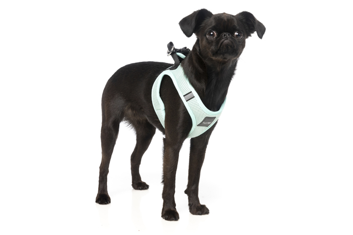 ひとみ 犬の首輪 ハーネス ハンドメイド ひとみ様専用 犬の首輪