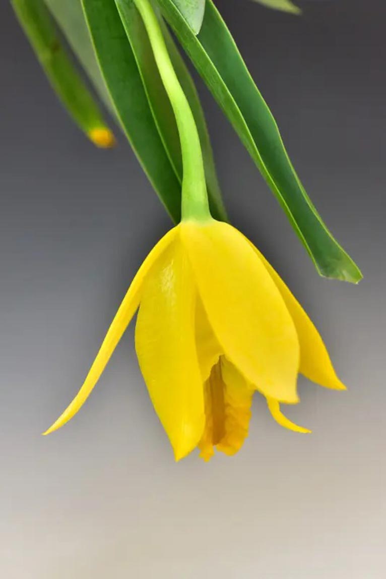 終了】2022年5月19～22日第61回蘭友会らん展 in サンシャインシティ