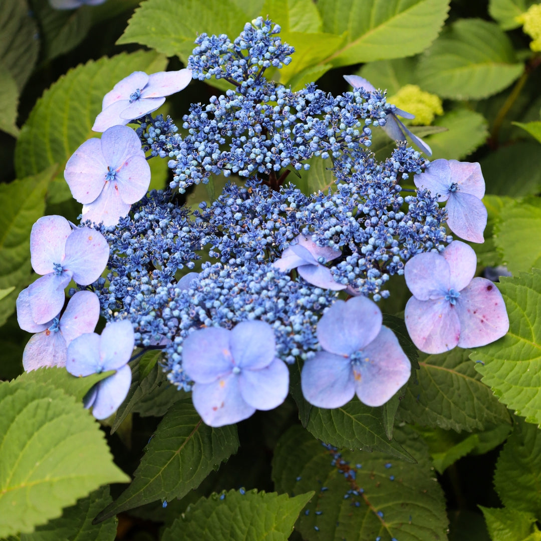 Endless Summer® Twist-n-Shout® Hydrangea for Sale | Reblooming