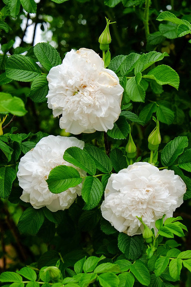 バラの育種史】清らかな白バラの名花～ブッシュ＆シュラブ編
