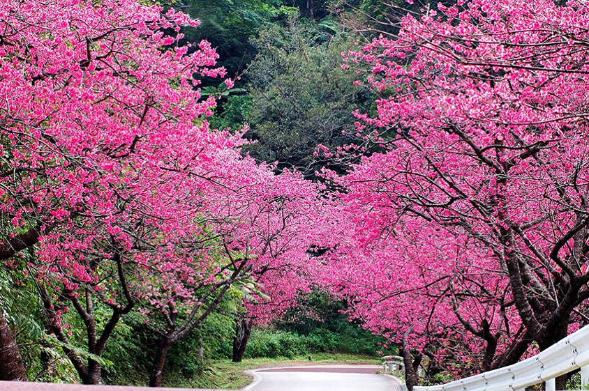日本一早いお花見ドライブ！ピンクのカンヒザクラが美しい八重岳へ