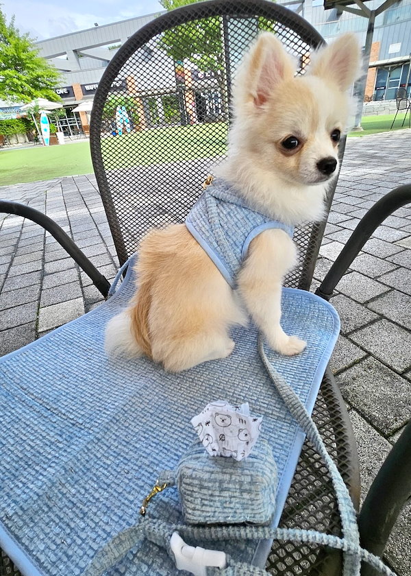 coco様 犬用品 カフェマット マント 2way ハンドメイド ケープ Qoo10